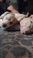 Lost Female Dog last seen Near & Blossom, Savannah, GA 31405
