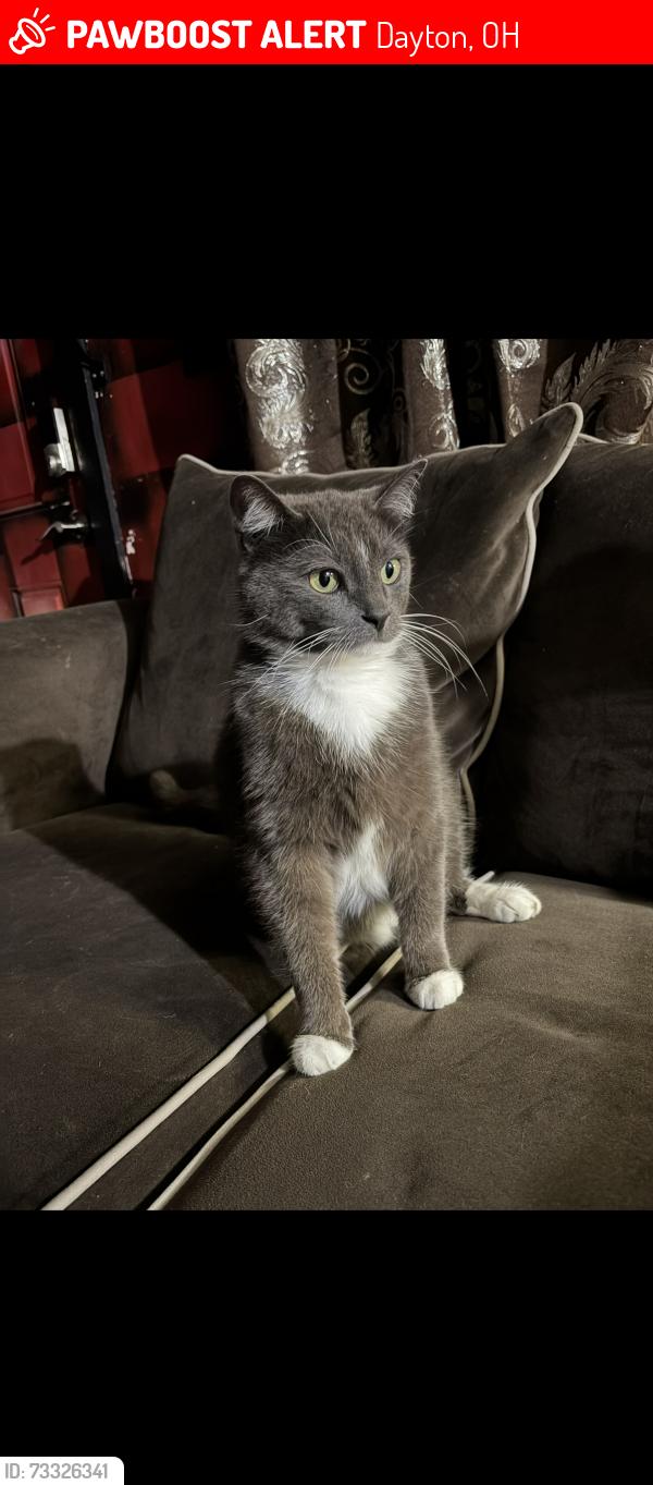 Lost Male Cat last seen victor avenue and santa clara, off of North main street, Dayton, OH 45405