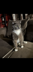Lost Male Cat last seen victor avenue and santa clara, off of North main street, Dayton, OH 45405