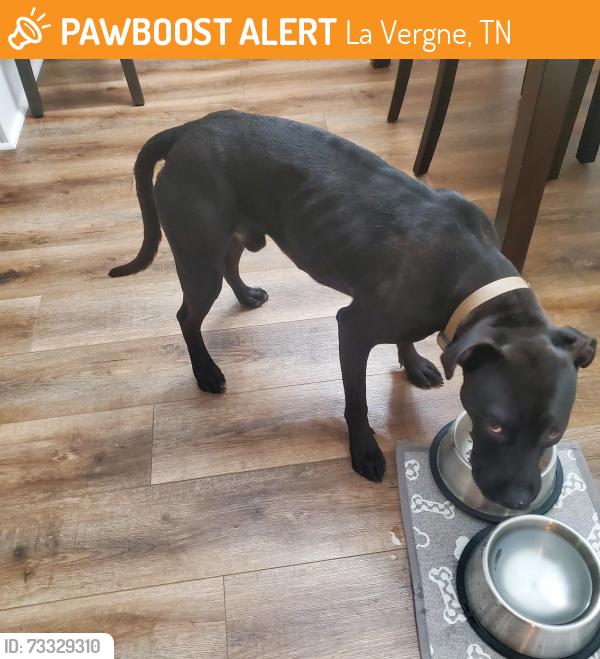 Found/Stray Male Dog last seen Madison Square neighborhood, La Vergne, TN 37086