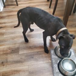 Found/Stray Male Dog last seen Madison Square neighborhood, La Vergne, TN 37086