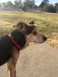 Found/Stray Male Dog last seen Raley Blvd, Sacramento, CA 95838