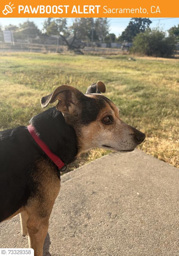 Found/Stray Male Dog last seen Raley Blvd, Sacramento, CA 95838