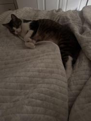 Reunited Male Cat last seen Bartlett St & East St Near The Window Shop, Plainville, CT 06062