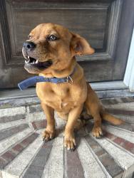 Lost Male Dog last seen Bennington, Houston, TX 77026