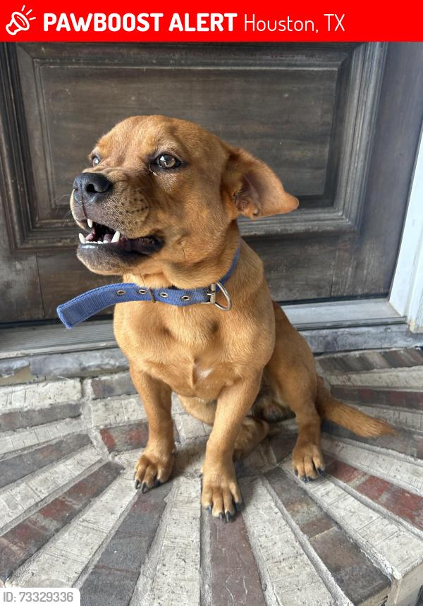 Lost Male Dog last seen Bennington, Houston, TX 77026