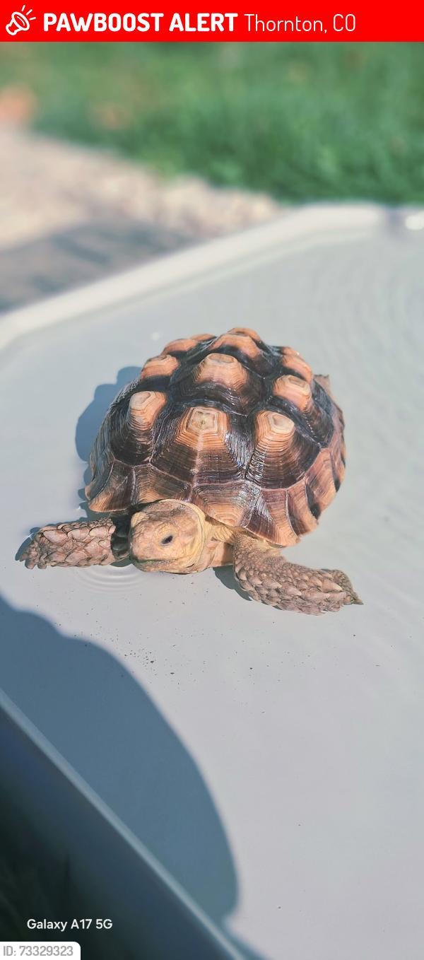 Lost Female Reptile last seen pecos st, Thornton, CO 80260