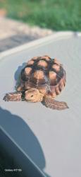 Lost Female Reptile last seen pecos st, Thornton, CO 80260