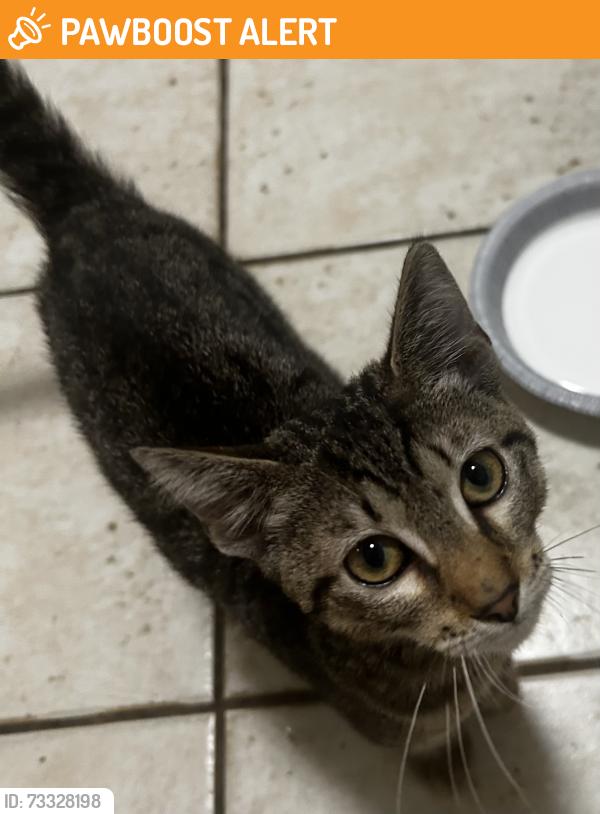 Found/Stray Unknown Cat last seen W McNab Rd, N Lauderdale Ave, North Lauderdale, FL 33068