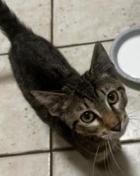 Found/Stray Unknown Cat last seen W McNab Rd, N Lauderdale Ave, North Lauderdale, FL 33068