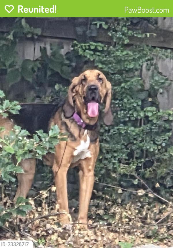 Reunited Female Dog last seen Haywood rd, Hendersonville, NC 28791