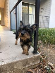Found/Stray Male Dog last seen Vail Cliffside apmts, Arlington, TX 76006