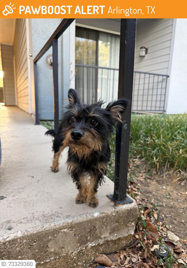 Found/Stray Male Dog last seen Vail Cliffside apmts, Arlington, TX 76006