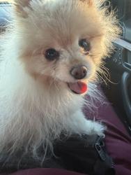 Reunited Female Dog last seen Alexander and North 5th. Canyon Springs High School, North Las Vegas, NV 89032