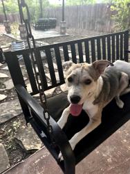 Found/Stray Female Dog last seen South Ellison drive Adams Hill neighborhood, San Antonio, TX 78245