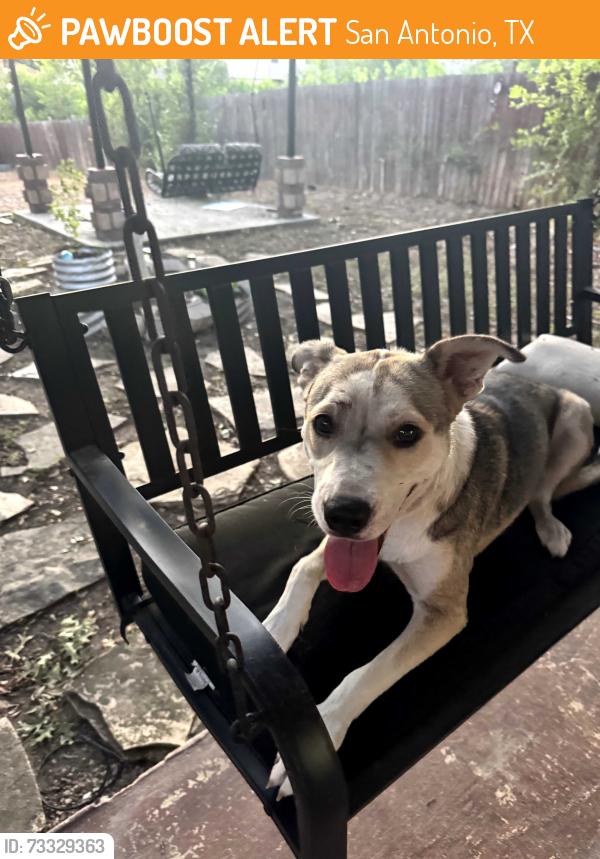 Found/Stray Female Dog last seen South Ellison drive Adams Hill neighborhood, San Antonio, TX 78245