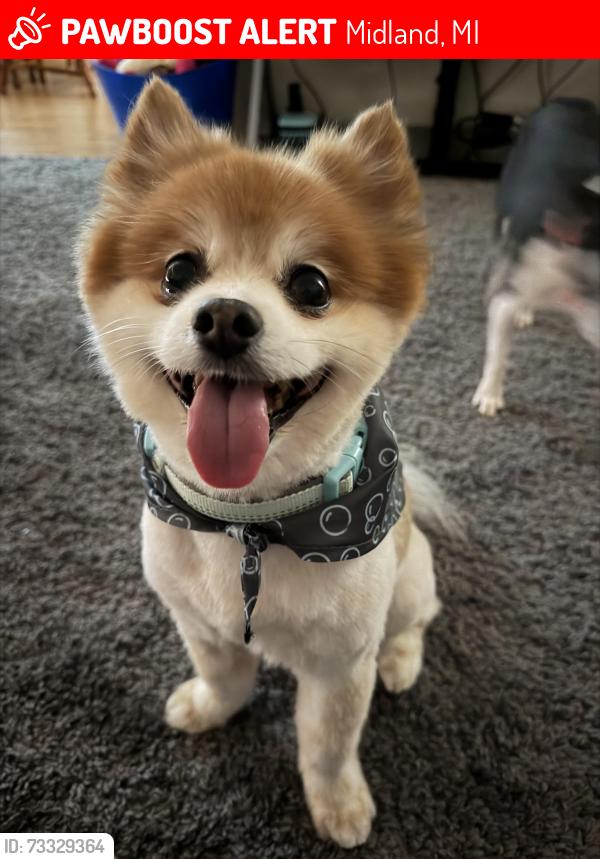 Lost Male Dog last seen Bay City Road between Bay-Midland and Waldo, Midland, MI 48642