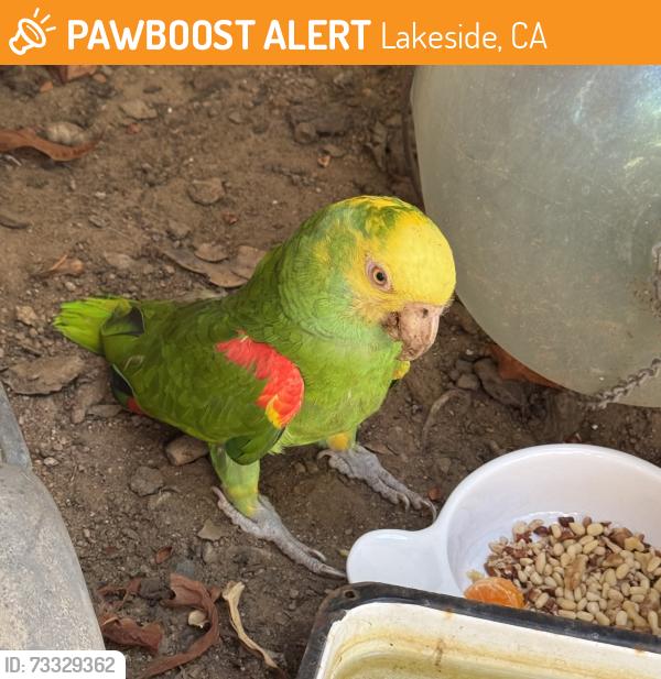 Found/Stray Unknown Bird last seen Wildcat canyon, Lakeside, CA 92040