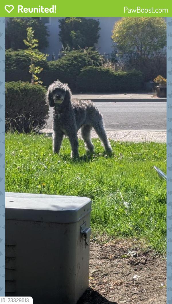 Reunited Female Dog last seen Westlynn and Bollinger, Cupertino, CA 95014