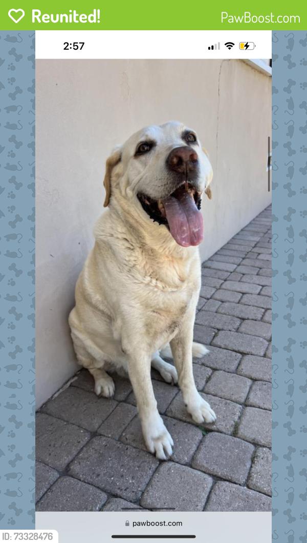 Reunited Male Dog last seen Bird Rock, La Jolla Hermosa, San Diego, CA 92037