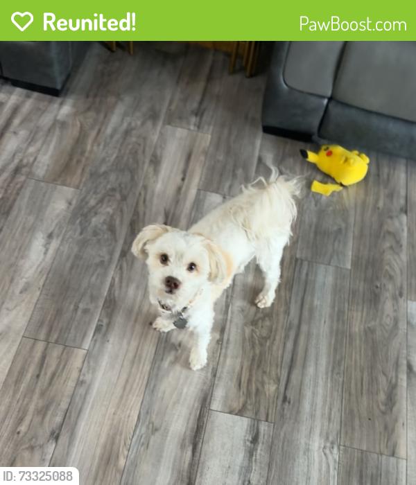 Reunited Female Dog last seen Near north ave, Macomb, MI 48042