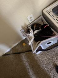 Lost Female Cat last seen The 1800 at Barrett lakes, Kennesaw, GA 30144
