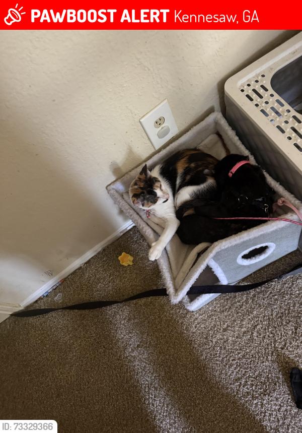 Lost Female Cat last seen The 1800 at Barrett lakes, Kennesaw, GA 30144
