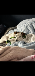 Lost Female Dog last seen North chadbourne, San Angelo, TX 76903