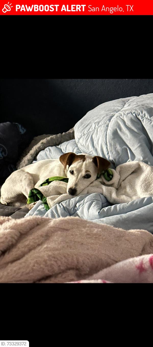 Lost Female Dog last seen North chadbourne, San Angelo, TX 76903