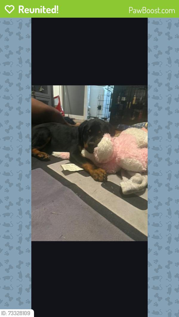 Reunited Male Dog last seen Helm/skipper, Newport News, VA 23602