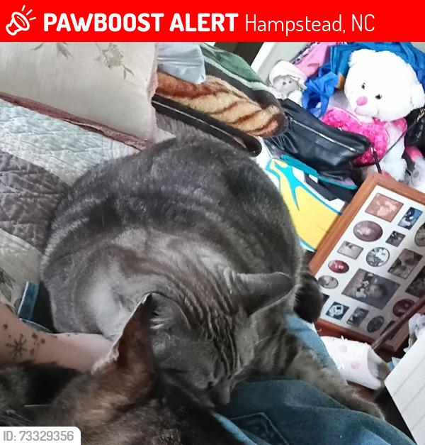 Lost Female Cat last seen Outback of 113 red bird near walking paths to Kiwanas park, Hampstead, NC 28443