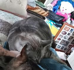 Lost Female Cat last seen Outback of 113 red bird near walking paths to Kiwanas park, Hampstead, NC 28443
