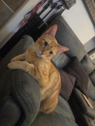 Reunited Male Cat last seen Calle rosemary lane, Lemon Grove, CA 91945