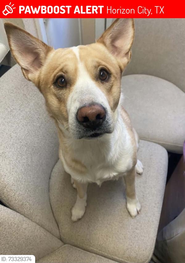 Lost Male Dog last seen Far View Ct, 79928, Horizon City, TX 79928