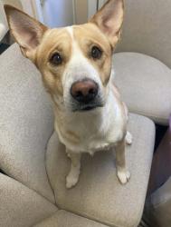 Lost Male Dog last seen Far View Ct, 79928, Horizon City, TX 79928