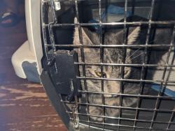 Reunited Unknown Cat last seen Trail of the Flowers Georgetown, TX 78633, Georgetown, TX 78633