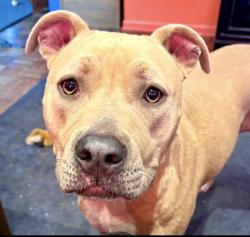 Reunited Female Dog last seen Prairie Star Parkway near Woodland, Lenexa, KS 66220
