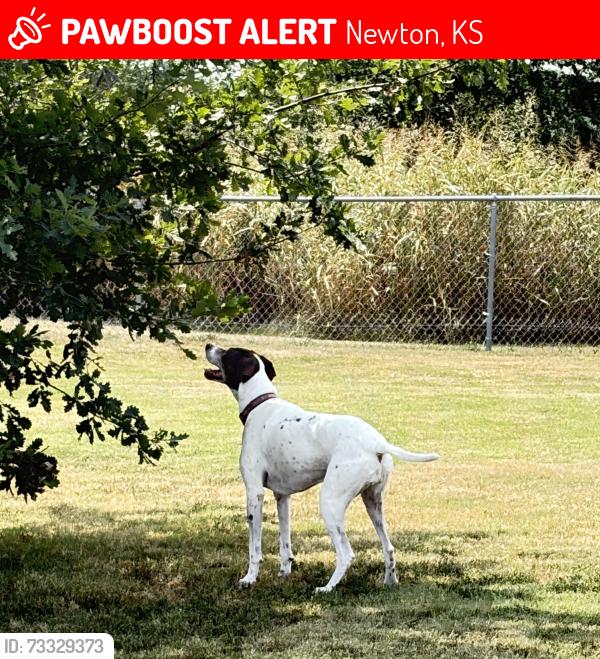 Lost Female Dog last seen W 12th and Hillcrest, Newton, KS 67114