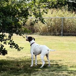 Lost Female Dog last seen W 12th and Hillcrest, Newton, KS 67114