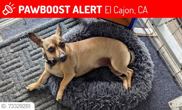 Lost Female Dog last seen Near Hwy 8 Business, El Cajon, CA 92021, El Cajon, CA 92021