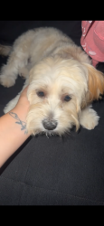 Lost Female Dog last seen Davie blvd and 441, Fort Lauderdale, FL 33312