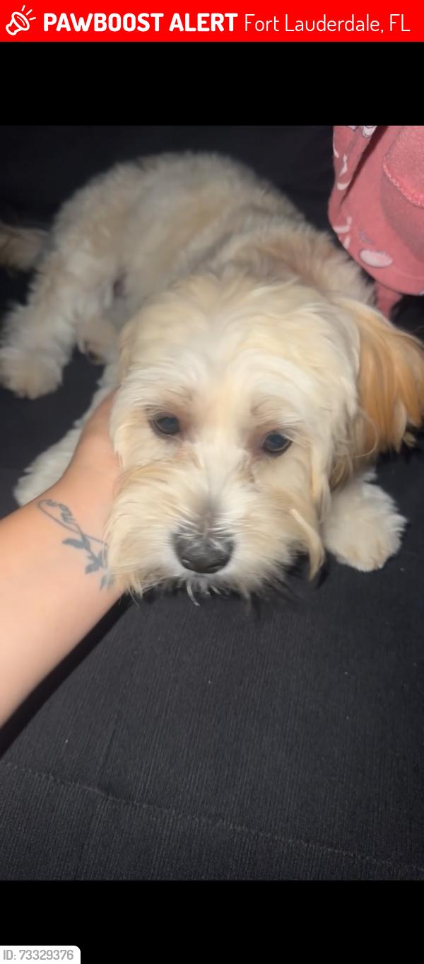 Lost Female Dog last seen Davie blvd and 441, Fort Lauderdale, FL 33312