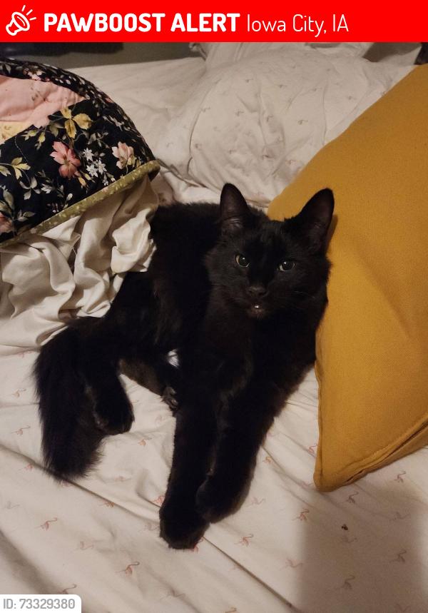 Lost Male Cat last seen Chadeck Green Park, Iowa City, IA 52245