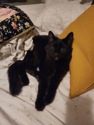 Lost Male Cat last seen Chadeck Green Park, Iowa City, IA 52245