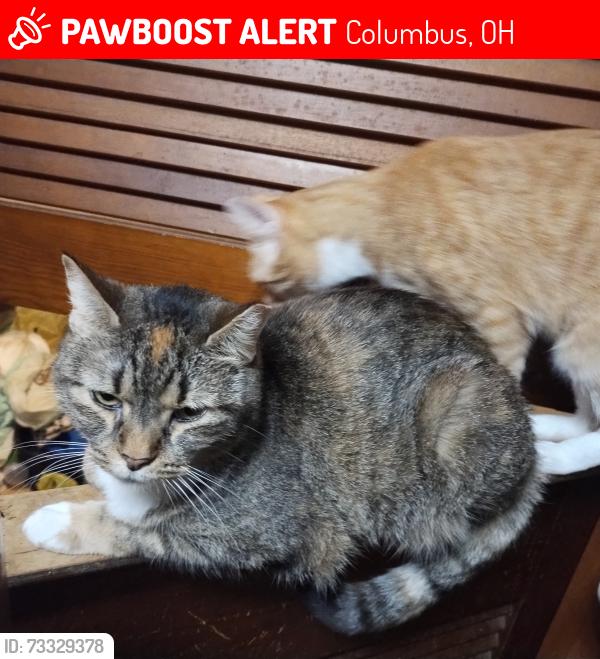 Lost Female Cat last seen Goshen lane elementary, Columbus, OH 43230