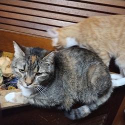 Lost Female Cat last seen Goshen lane elementary, Columbus, OH 43230