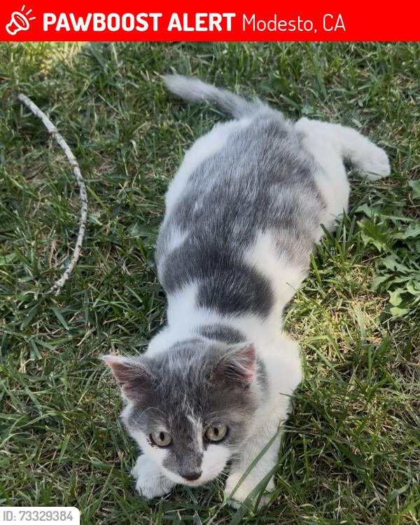 Lost Unknown Cat last seen Anthony Ave, Modesto, Modesto, CA 95351