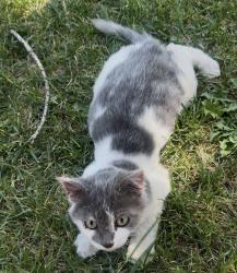 Lost Unknown Cat last seen Anthony Ave, Modesto, Modesto, CA 95351