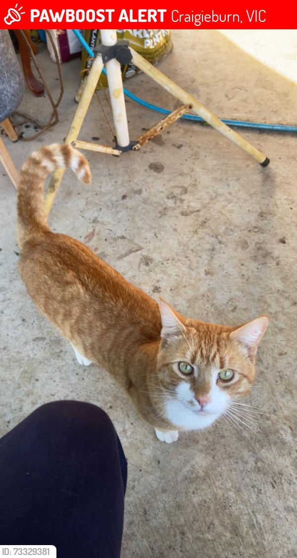 Lost Male Cat last seen Grand Boulevard, Craigieburn, VIC 3064