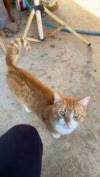 Lost Male Cat last seen Grand Boulevard, Craigieburn, VIC 3064